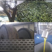 Olio-large_(1)